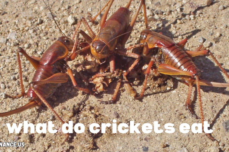 What Do Crickets Eat