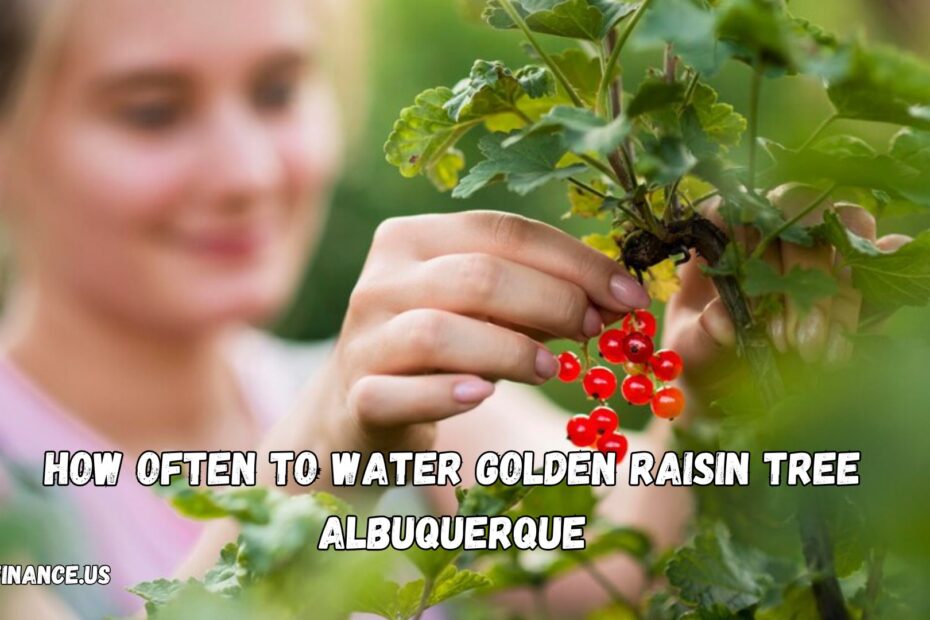 How Often To Water Golden Raisin Tree Albuquerque