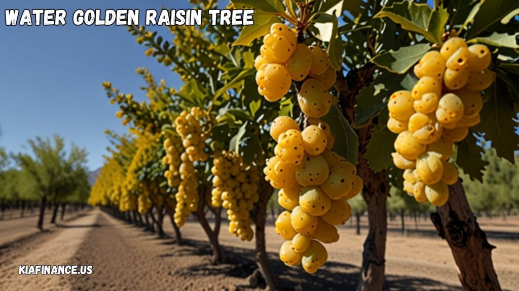 How Often To Water Golden Raisin Tree Albuquerque