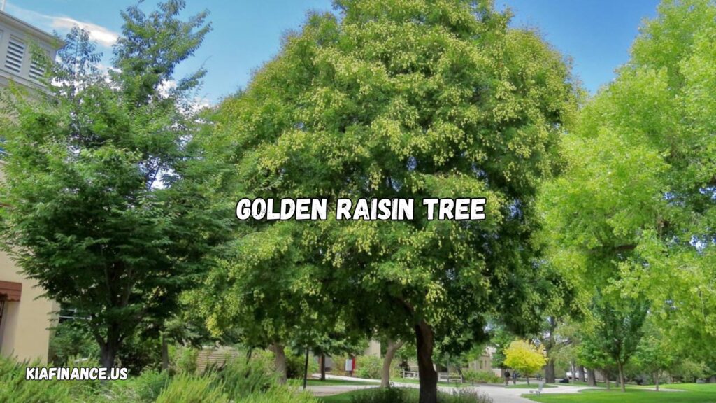 How Often To Water Golden Raisin Tree Albuquerque